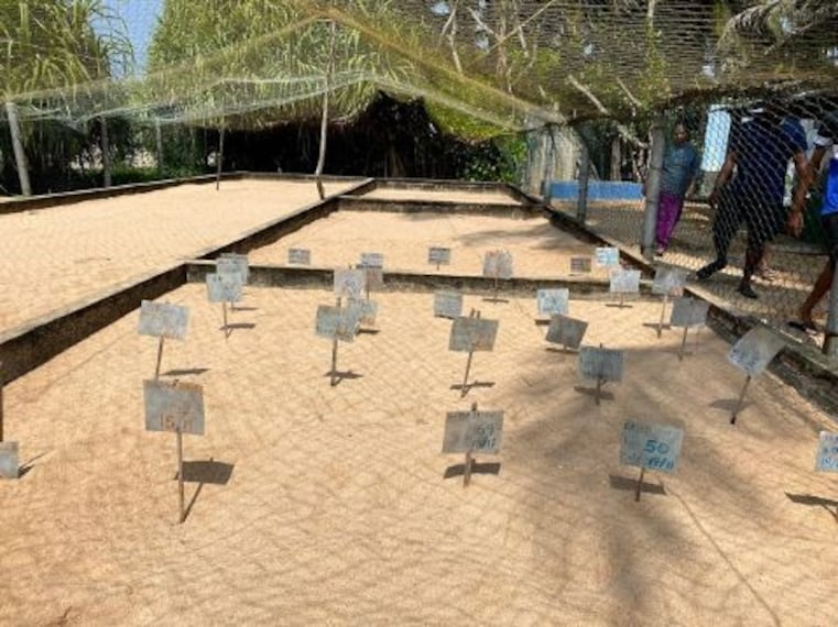 Kosgoda Sea Turtle Conservation Project-5